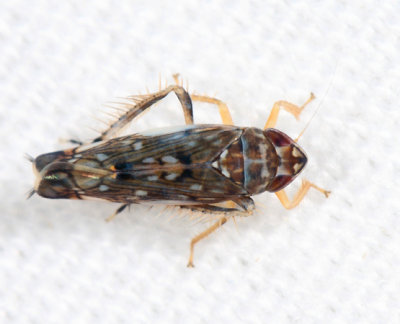 Scaphoideus immistus