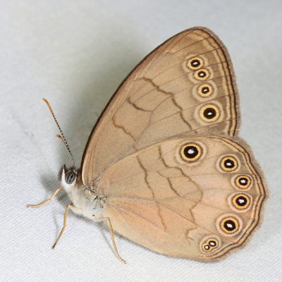 Appalachian brown - Lethe appalachia