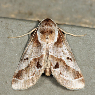 8969 - Doubleday's Baileya - Baileya doubledayi