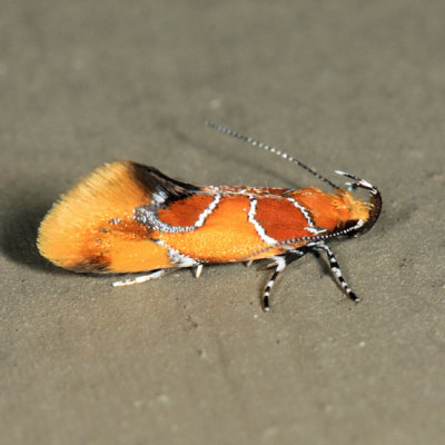 1046 - Orange-headed Epicallima Moth - Epicallima argenticinctella