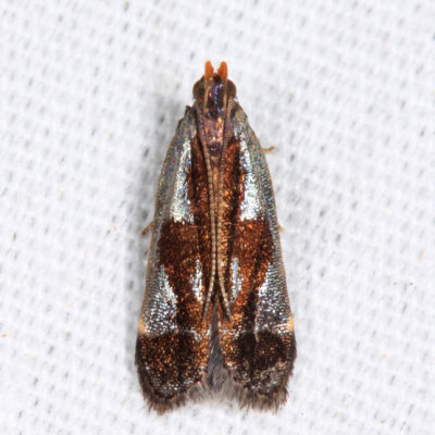 2289 - Shining Dichomeris - Dichomeris ochripalpella