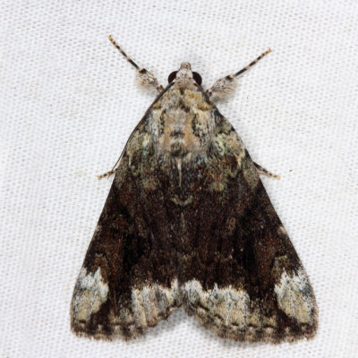 8876 - Little Underwing - Catocala micronympha