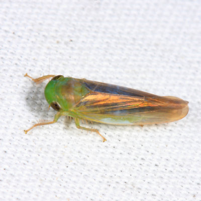 Chlorotettix tergatus