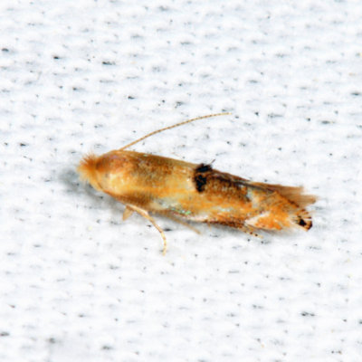 Bucculatrix sp.