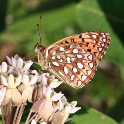 Atlantis Fritillary - Speyeria atlantis