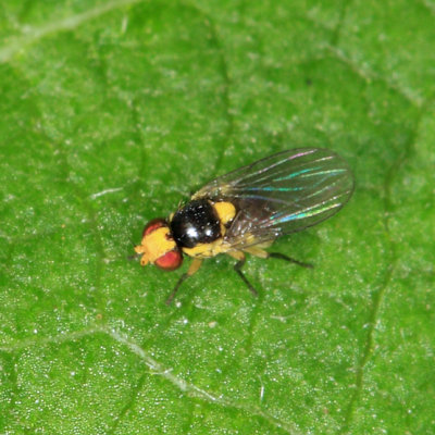 Agromyzidae