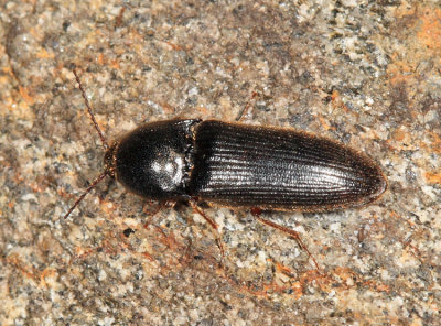 Ampedus sp. (female)