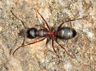 Camponotus herculeanus 