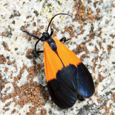 8087 - Black-and-yellow Lichen Moth - Lycomorpha pholus