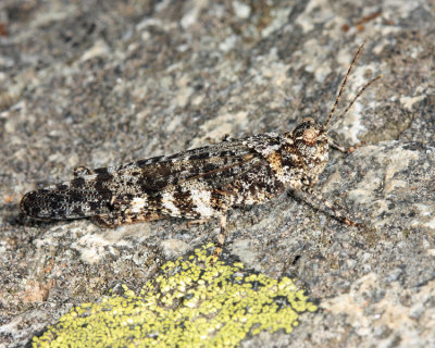 Crackling Locust - Trimerotropis verruculata verruculata
