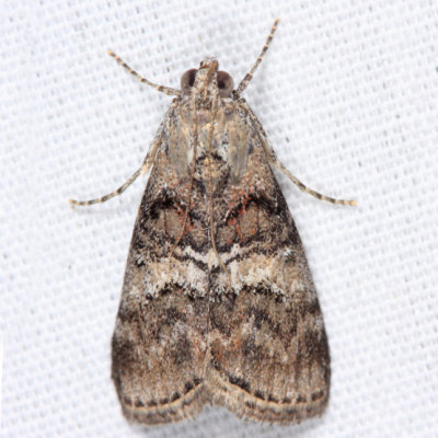 5606 - Maple Webworm Moth - Pococera asperatella