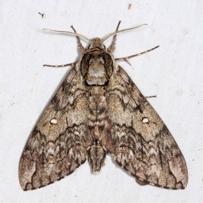 7787 - Waved Sphinx - Ceratomia undulosa