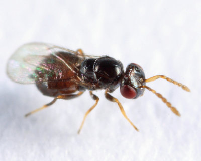 Eulophidae - Tetrastichini