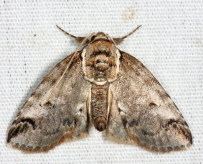 8970 - Eyed Baileya - Baileya ophthalmica