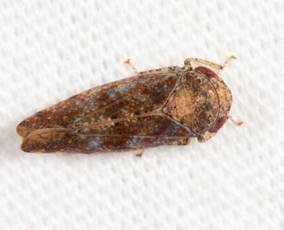 Paraphlepsius dentatus