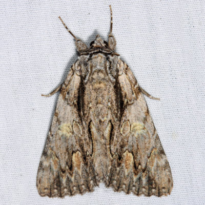  8851 – Scarlet Underwing Moth – Catocala coccinata