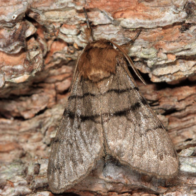 9182 - Eastern Panthea - Panthea furcilla