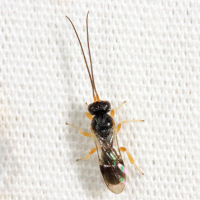 Chelonus sp.