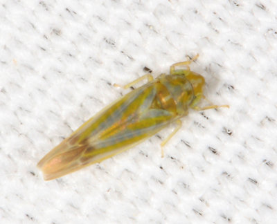 Erythridula sp.