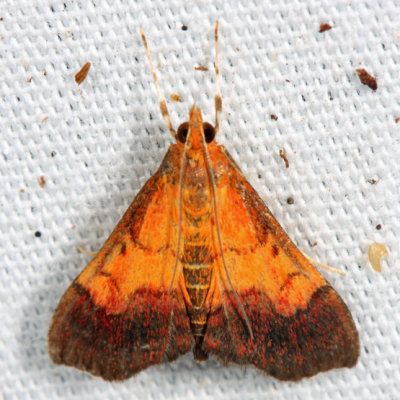  5040  Bicolored Pyrausta Moth  Pyrausta bicoloralis
