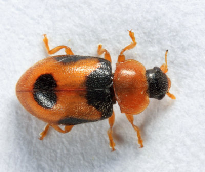 Lady Beetles - Genus Coccidula
