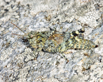Crackling Locust - Trimerotropis verruculata verruculata (female nymph)