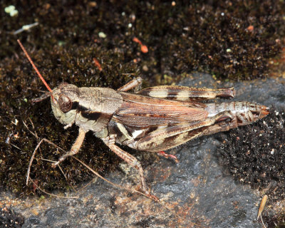 Huckleberry Grasshopper - Melanoplus fasciatus