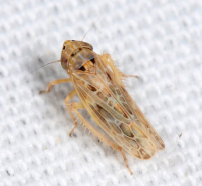 Painted Leafhopper - Endria inimica