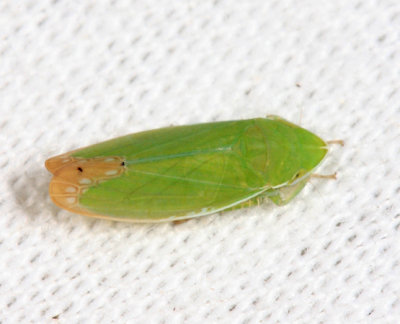 Leafhoppers genus Memnonia