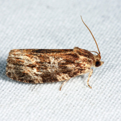  2771  Macram Moth  Phaecasiophora confixana