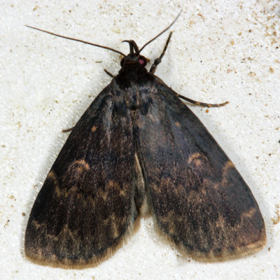 8334  Glossy Black Idia Moth  Idia lubricalis