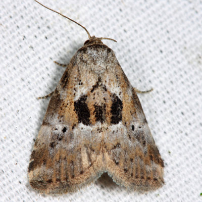 9040 - Black-patched Graylet - Hyperstrotia secta