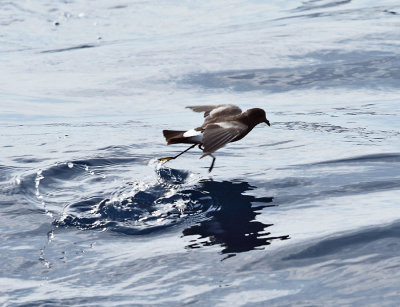 Wilson's Storm-Petrel - Oceanites oceanicus