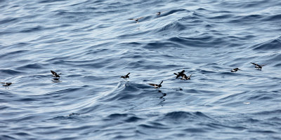 Wilson's Storm-Petrel - Oceanites oceanicus