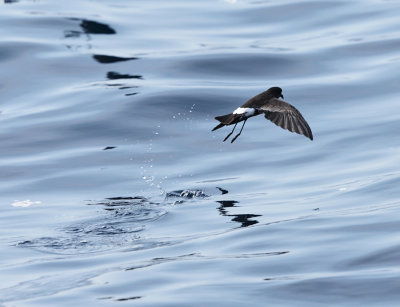 Wilson's Storm-Petrel - Oceanites oceanicus