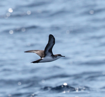 Audubon's Shearwater - Puffinus lherminieri