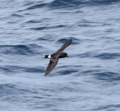 Band-rumped Storm-Petrel - Oceanodroma castro