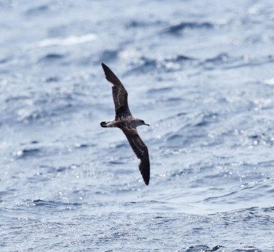 Cory's Shearwater - Calonectris diomedea