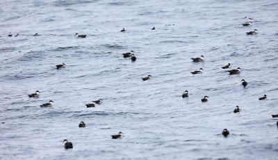 Greater Shearwater - Puffinus gravis