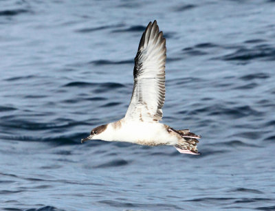 Greater Shearwater - Puffinus gravis