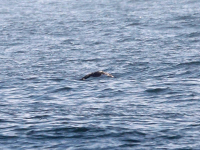 Skua - Stercorarius sp. (very distant)