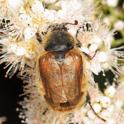 Bumble Bee Scarab Beetles - Glaphyridae