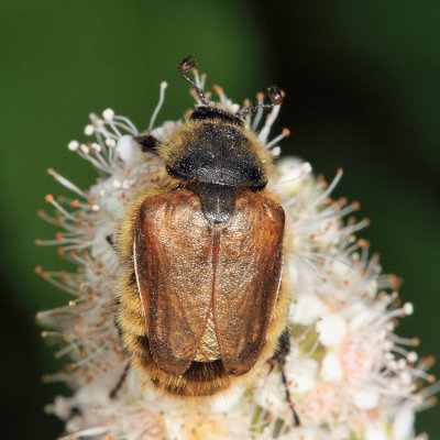 Cranberry Root Grub - Lichnanthe vulpina