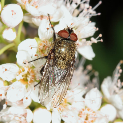 Blow Flies - Calliphoridae
