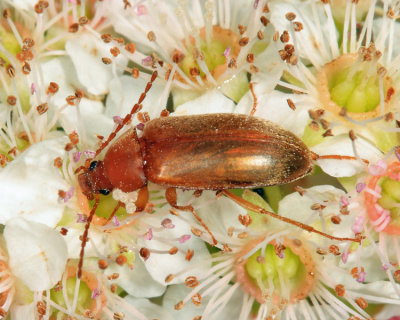 Darkling Beetles - Subfamily Alleculinae - Comb-clawed Beetles