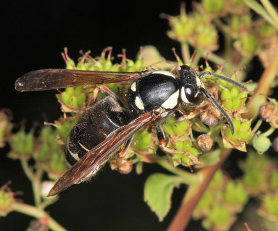 Bald-faced Hornet - Dolichovespula maculata