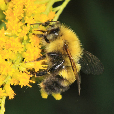 Perplexing Bumble Bee - Bombus perplexus