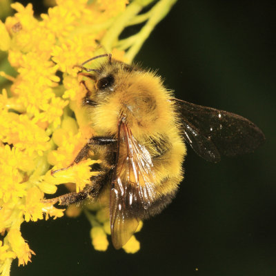 Perplexing Bumble Bee - Bombus perplexus