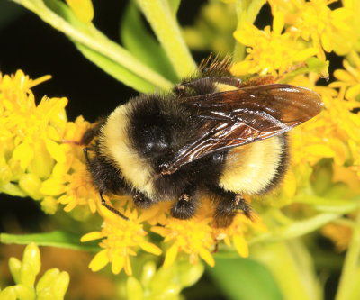 Yellow-banded Bumble Bee - Bombus terricola