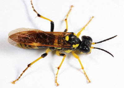 Tenthredo basilaris (female)